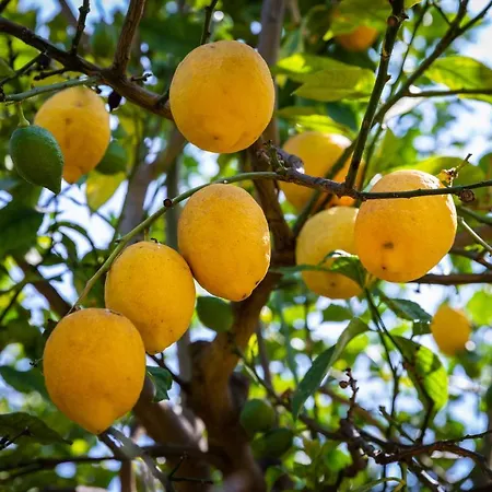 Flor Da Laranja, By Algarveblossom דירה