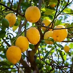 Flor Da Laranja, By Algarveblossom Lejlighed
