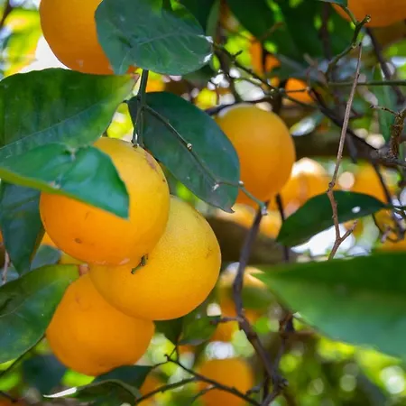 Lägenhet Flor Da Laranja, By Algarveblossom Albufeira