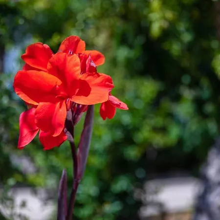 Flor Da Laranja, * Albufeira