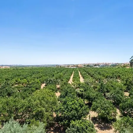 Flor Da Laranja, By Algarveblossom Appartement Albufeira