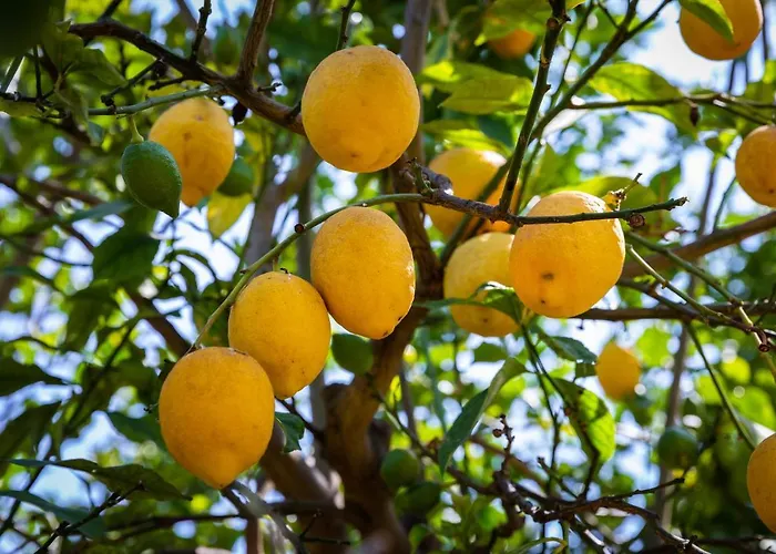 Flor Da Laranja, By Algarveblossom דירה