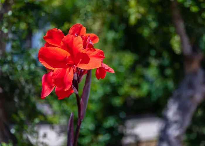 דירה Flor Da Laranja, By Algarveblossom