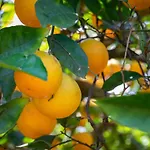 Apartamento Flor Da Laranja, By Algarveblossom Albufeira