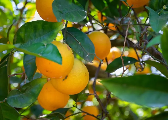 Apartment Flor Da Laranja, By Algarveblossom Albufeira